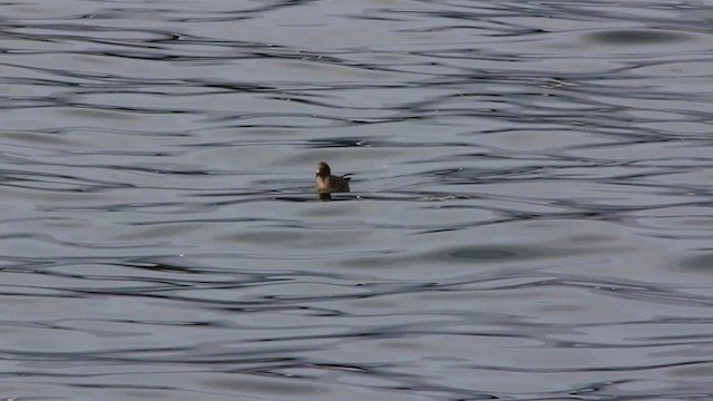 Northern Fulmar - ML480777