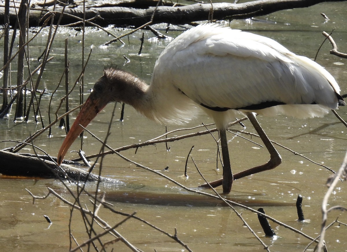 Wood Stork - ML480777001