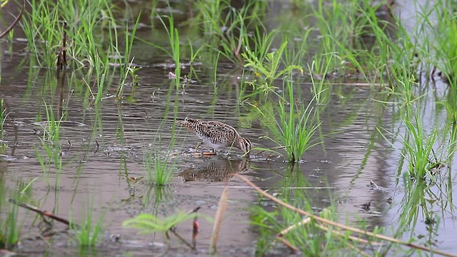 Swinhoe's Snipe - ML480777231