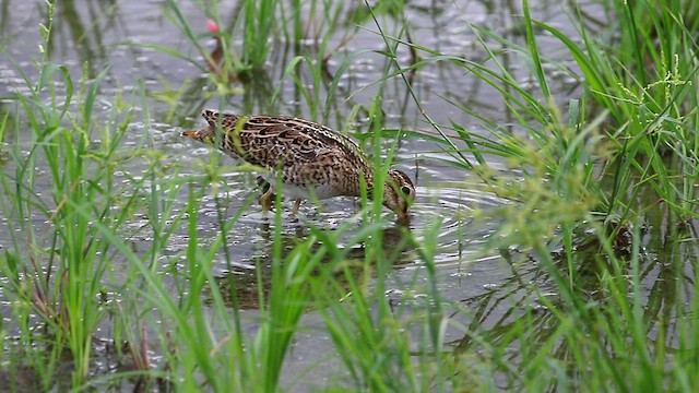 Swinhoe's Snipe - ML480777451