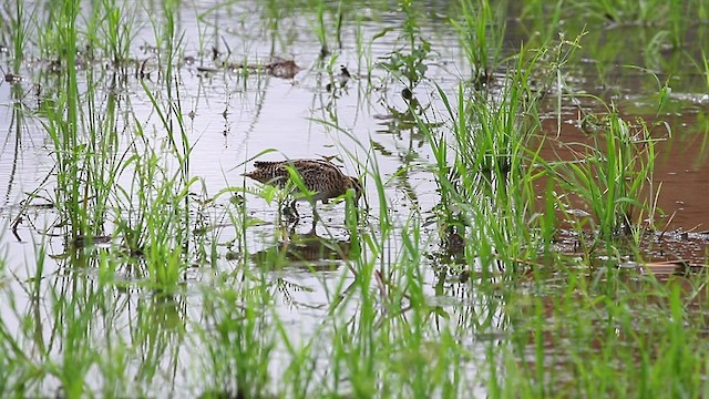 Swinhoe's Snipe - ML480777481