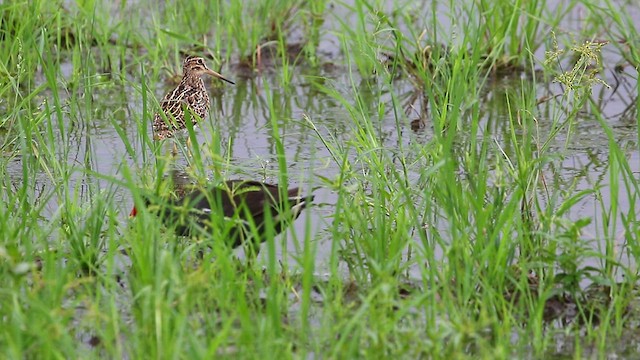 Swinhoe's Snipe - ML480777541