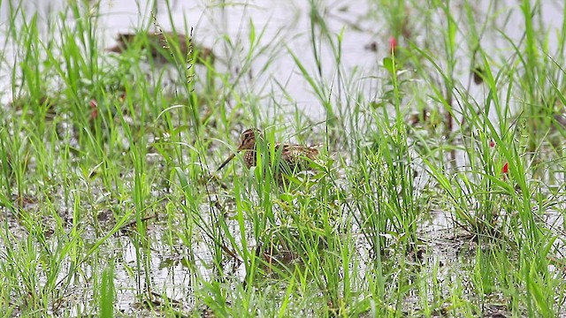 Swinhoe's Snipe - ML480777841