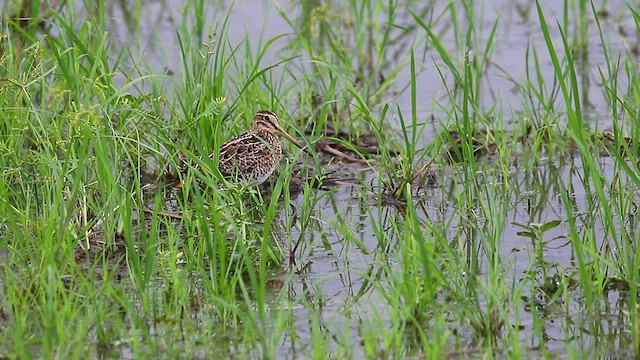 Swinhoe's Snipe - ML480777901