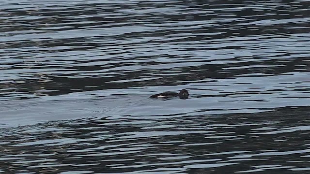 Arctic Loon - ML480778