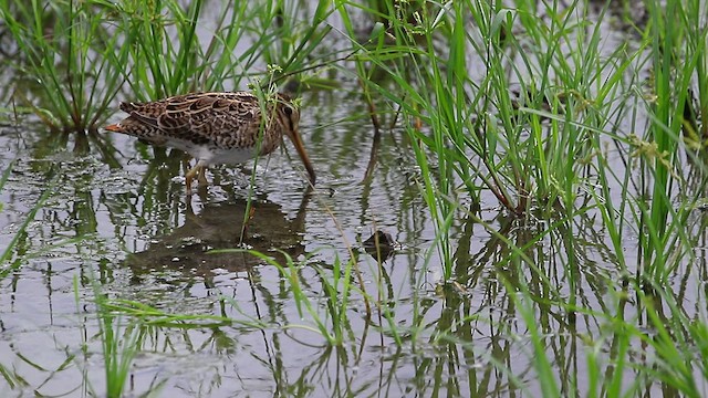 Swinhoe's Snipe - ML480778101