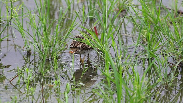 Swinhoe's Snipe - ML480778481