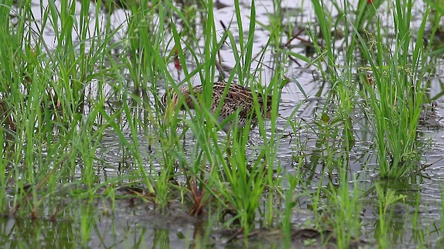 Swinhoe's Snipe - ML480778511