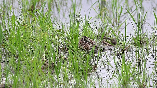 Swinhoe's Snipe - ML480778521