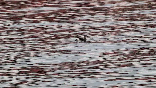 Arctic Loon - ML480779