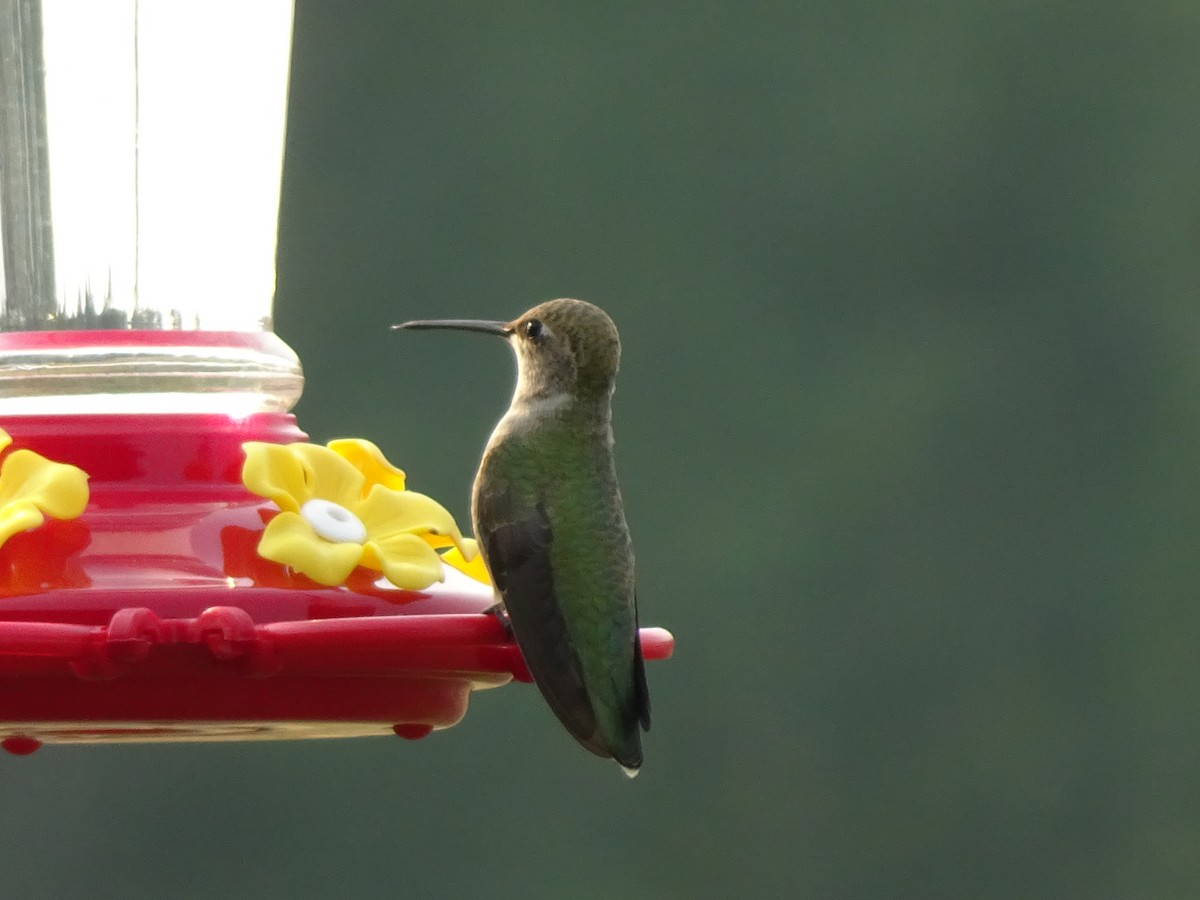 Black-chinned Hummingbird - ML480779221