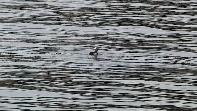 Arctic Loon - ML480780