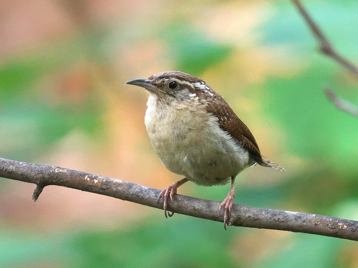 Carolina Wren - ML480780881