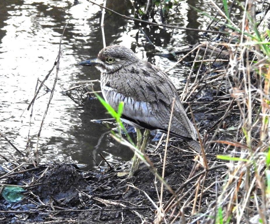 Water Thick-knee - ML480781811