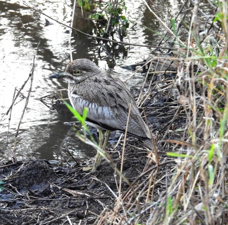 Water Thick-knee - ML480781821