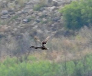 Gadwall - ML480783051