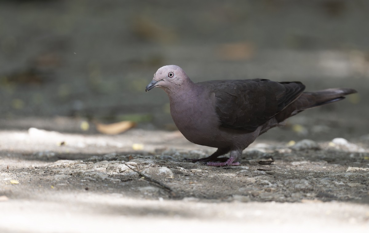 Plumbeous Pigeon - ML480783131