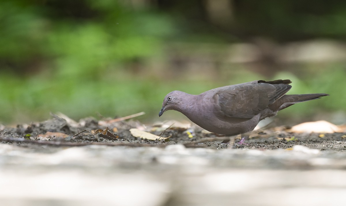 Plumbeous Pigeon - Marky Mutchler