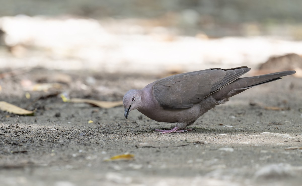 Plumbeous Pigeon - ML480783161