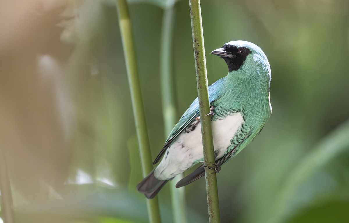 Swallow Tanager - Marky Mutchler