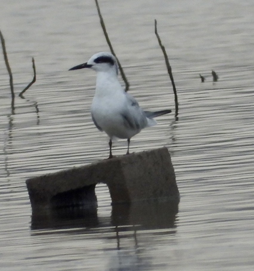 Forster's Tern - ML480783861