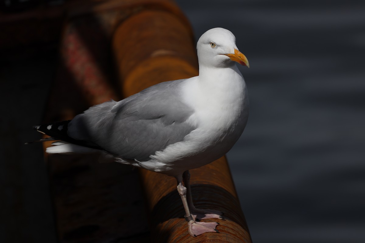 Herring Gull (European) - ML480783901