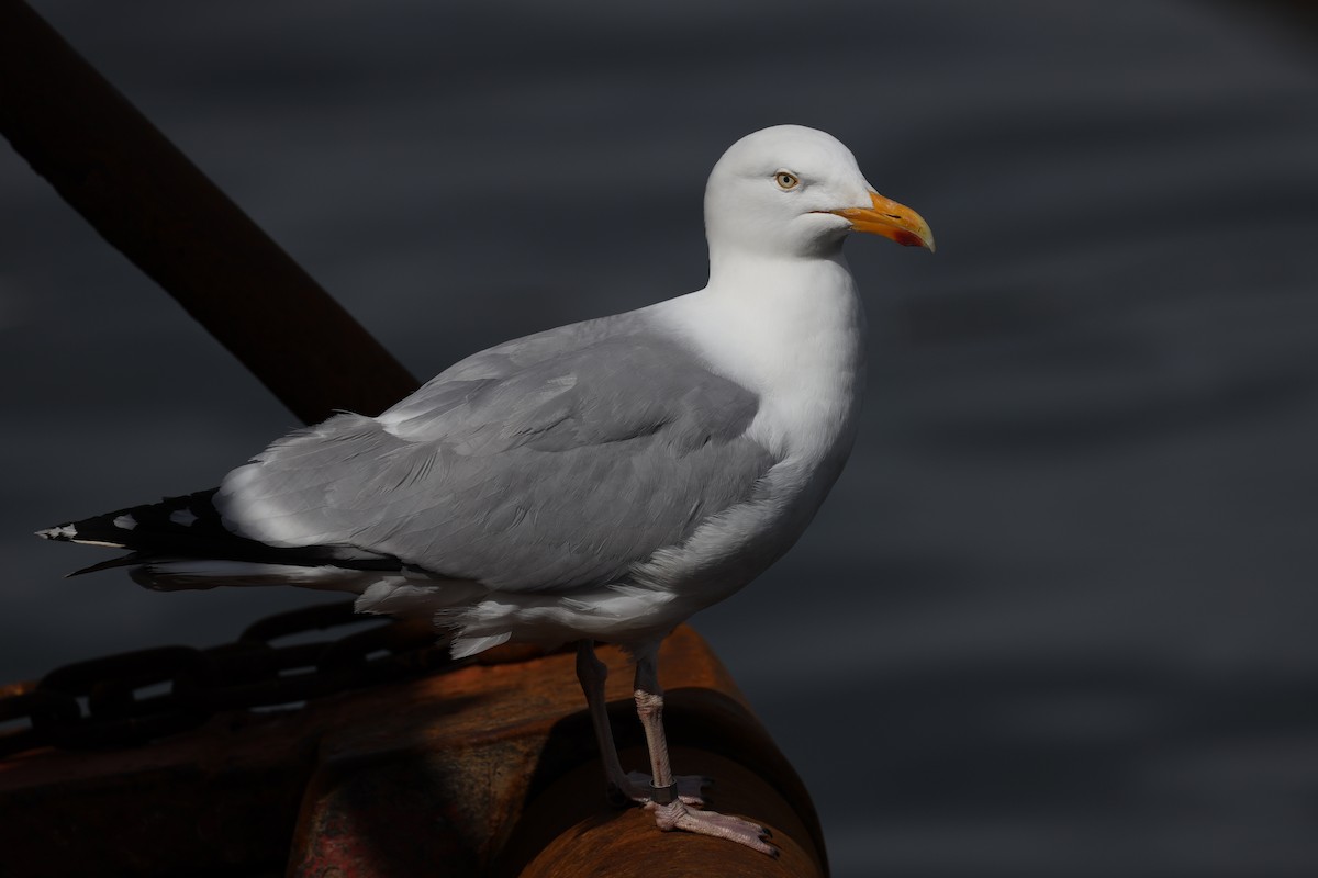 Silbermöwe (argentatus/argenteus) - ML480783911