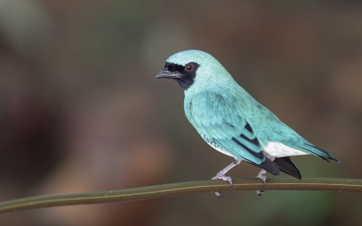 Swallow Tanager - Marky Mutchler