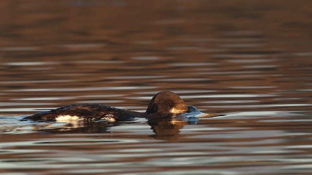 Arctic Loon - ML480784