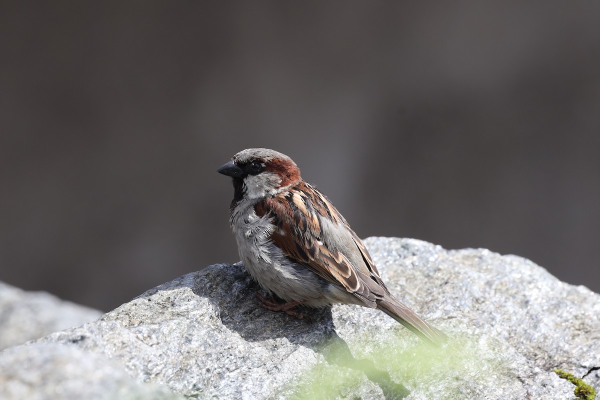 Moineau domestique - ML480784231