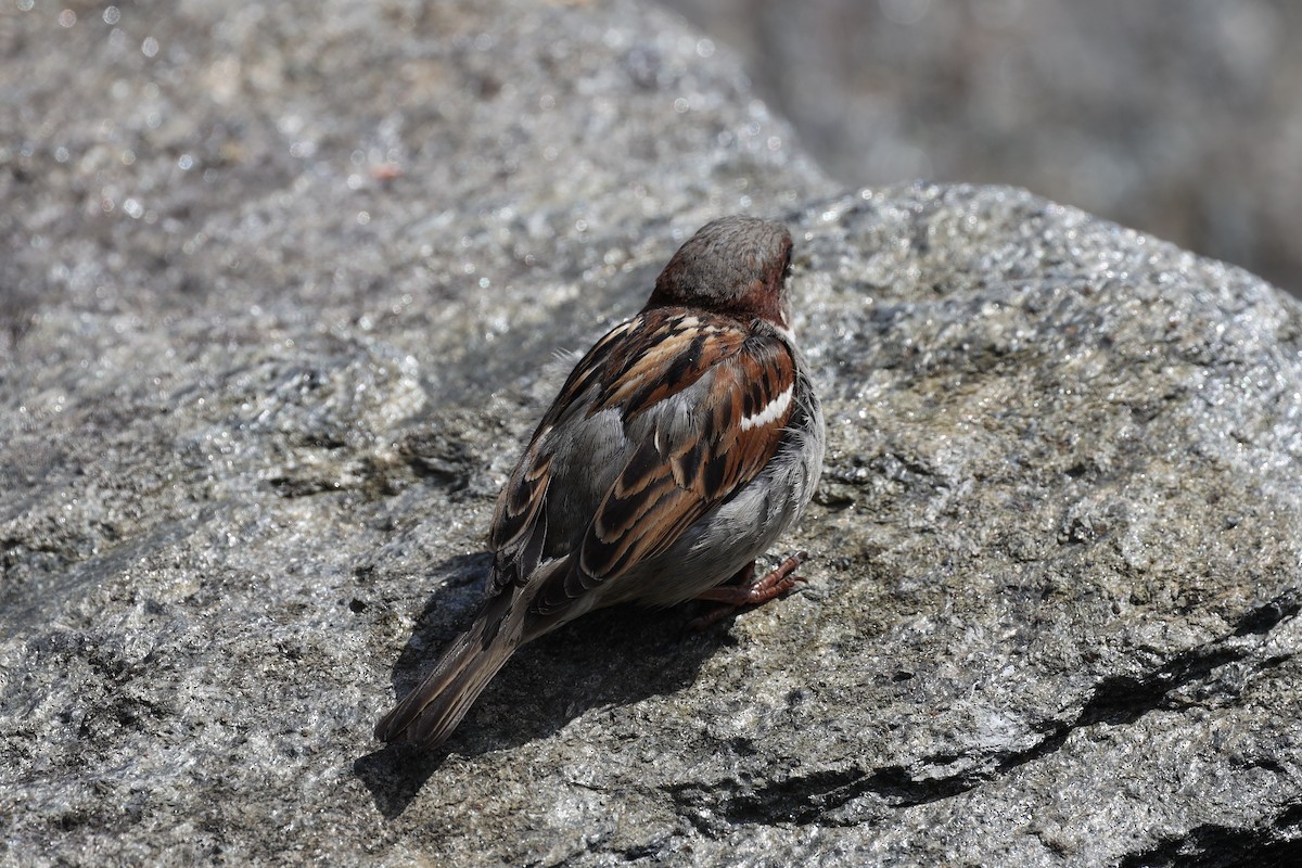 Moineau domestique - ML480784241