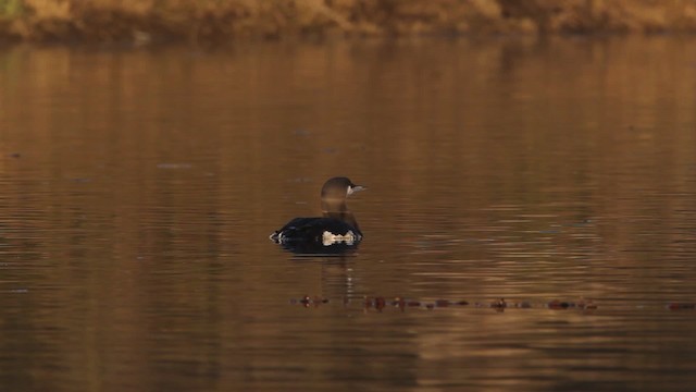 Arctic Loon - ML480785