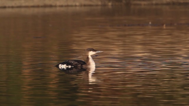 Arctic Loon - ML480786