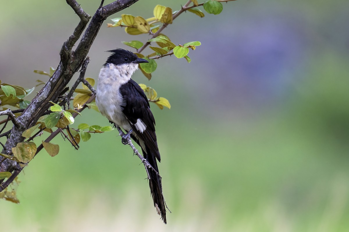 Pied Cuckoo - ML480786381