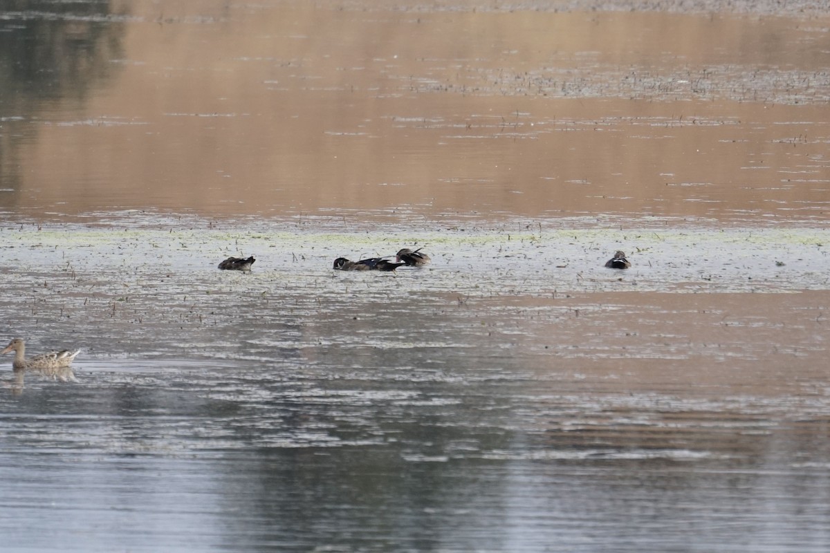 Wood Duck - ML480786791