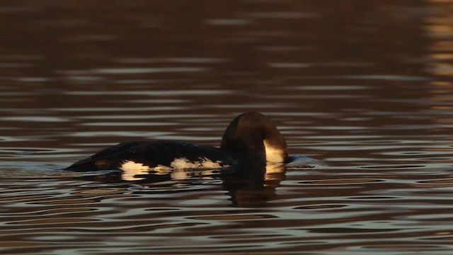 黑喉潛鳥 - ML480787