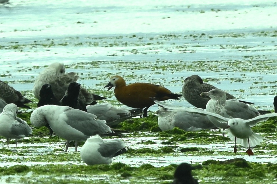 Ruddy Shelduck - ML480787401