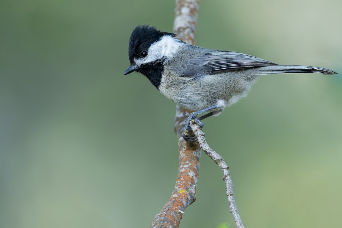 Mexican Chickadee - ML480787451