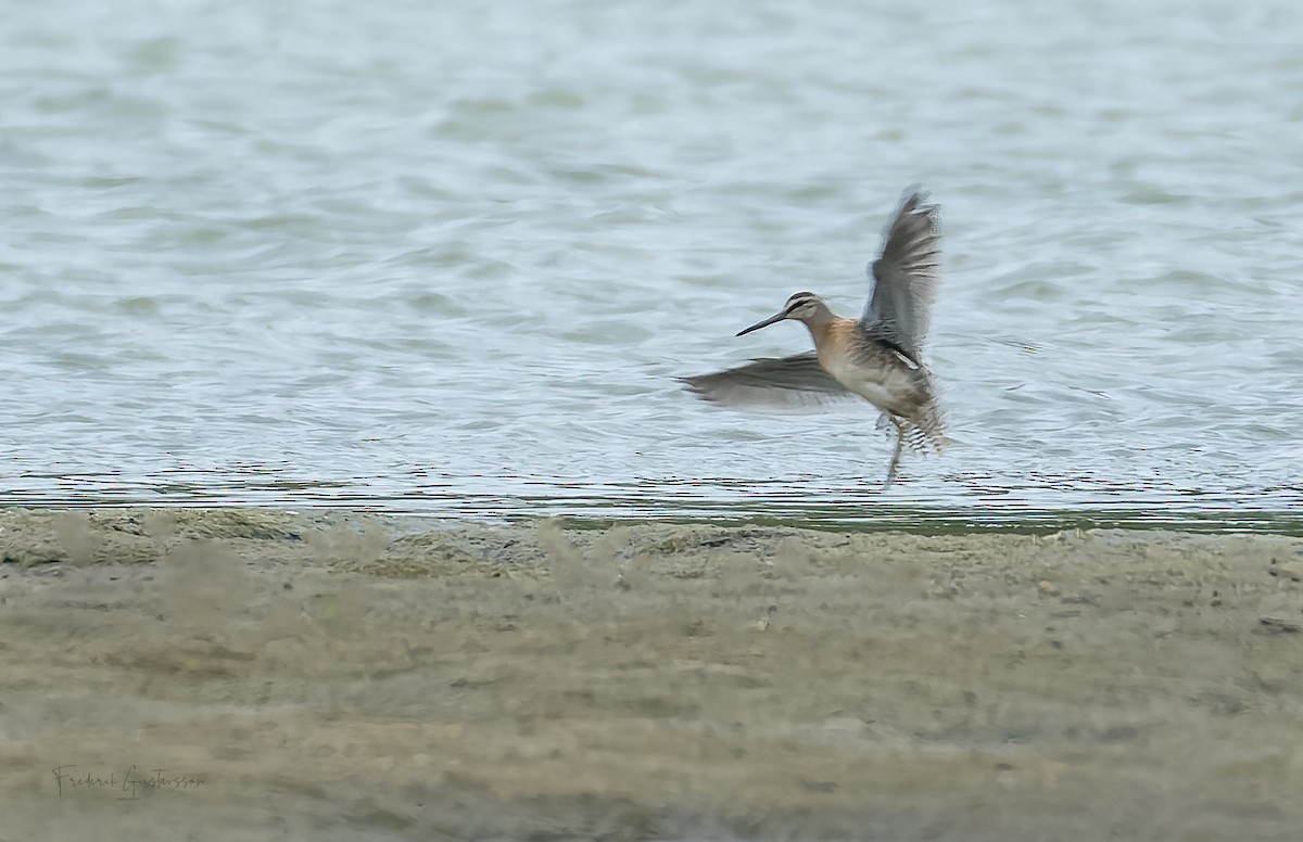 Short-billed Dowitcher - Frederik Gustavsson