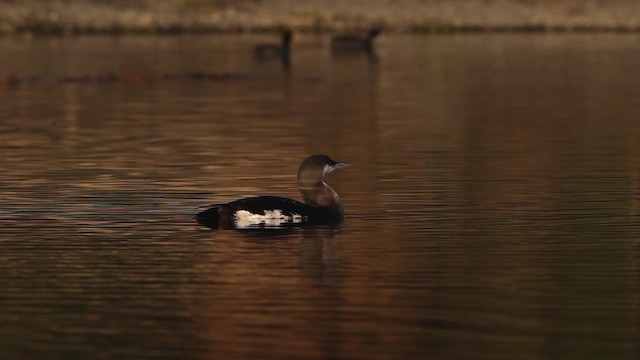 Arctic Loon - ML480788