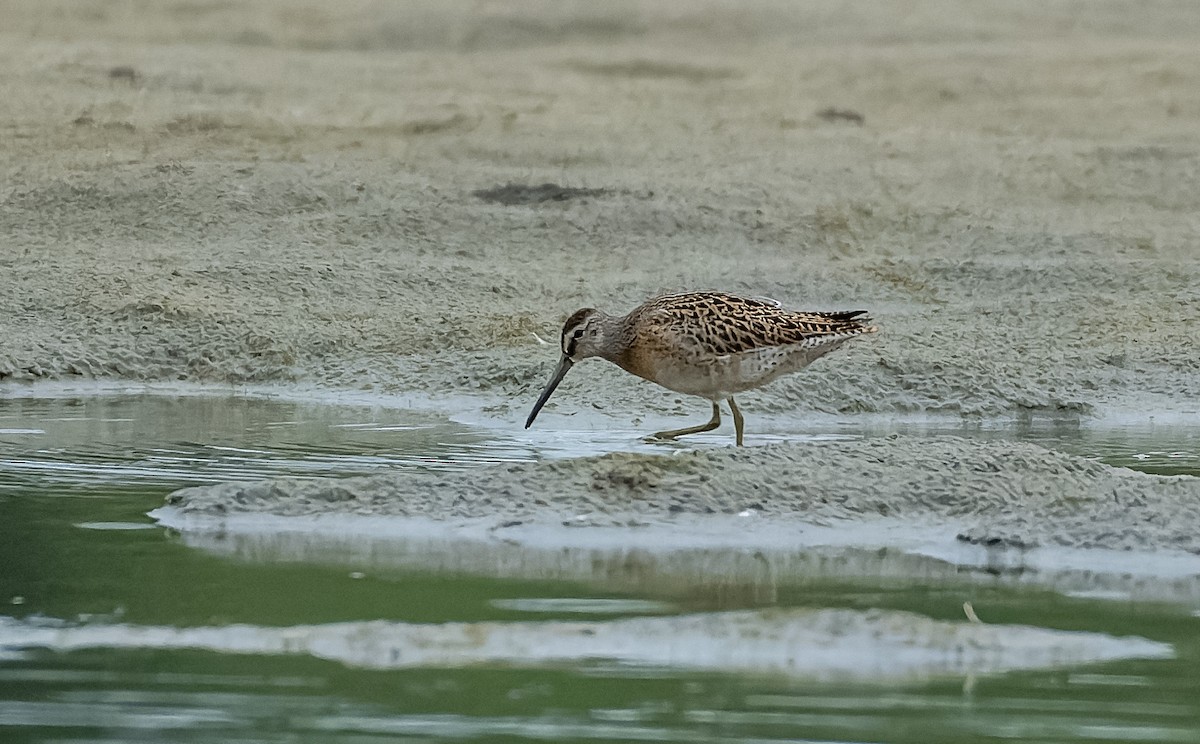 Short-billed Dowitcher - Frederik Gustavsson