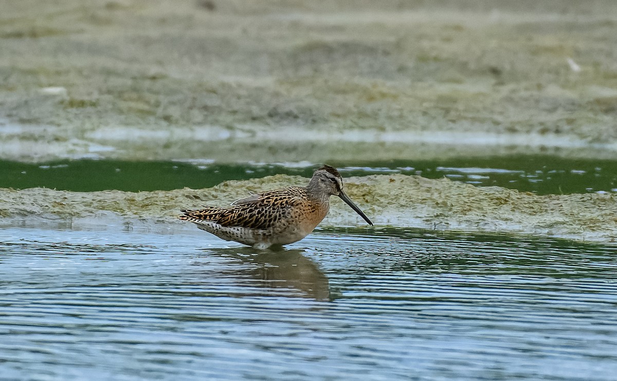 Short-billed Dowitcher - Frederik Gustavsson