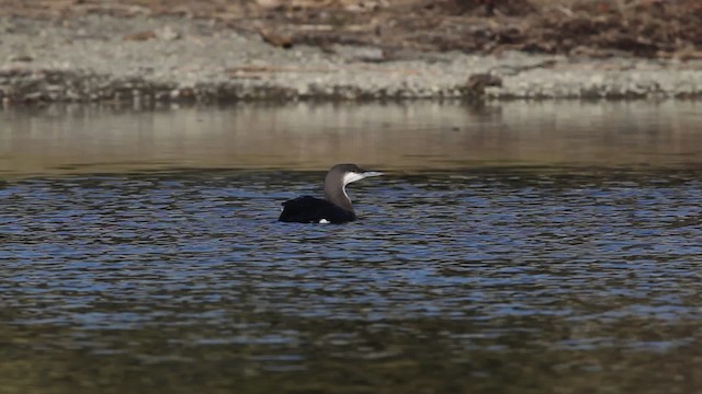 Arctic Loon - ML480789