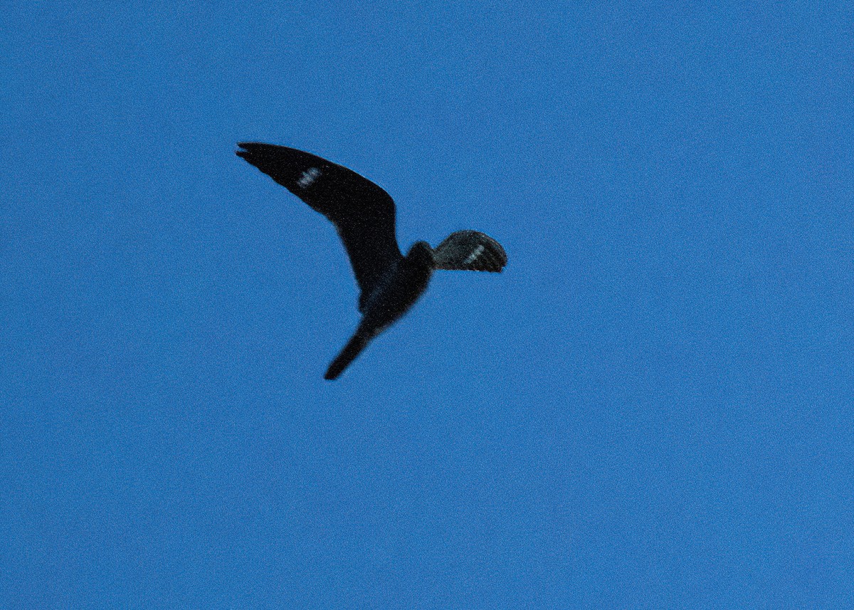 Common Nighthawk - ML480789251