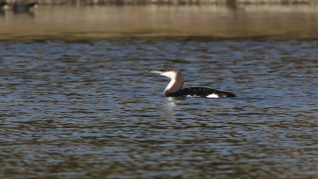 Arctic Loon - ML480790