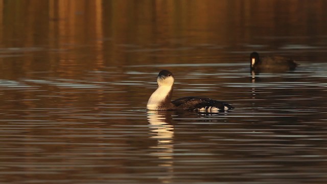 Arctic Loon - ML480791