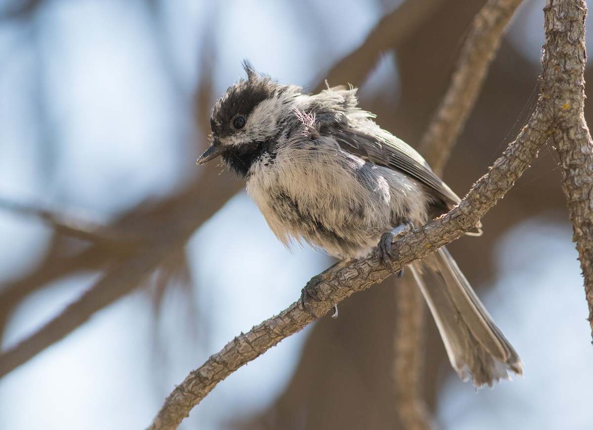 chickadee sp. - Casey Lowder