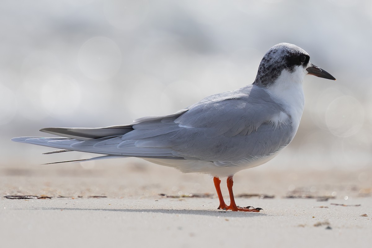 Forster's Tern - Steve Kelling