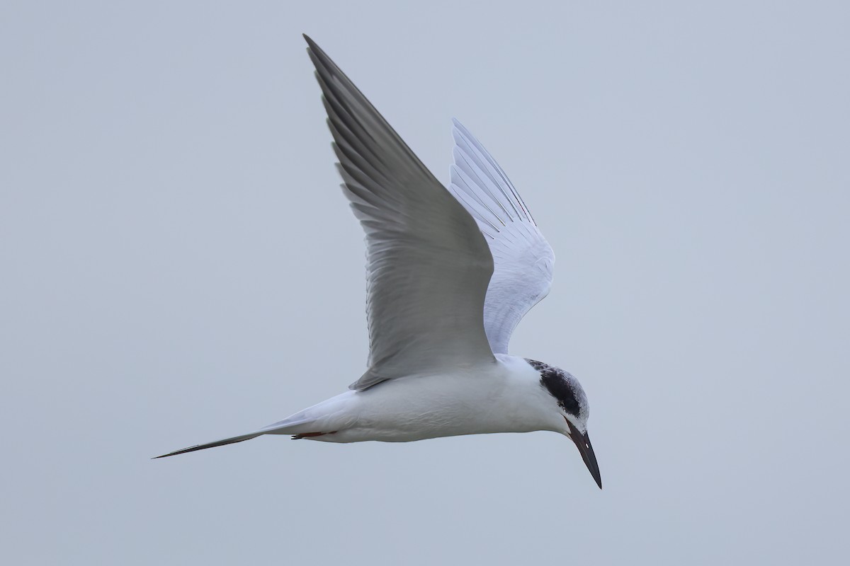 Forster's Tern - Steve Kelling