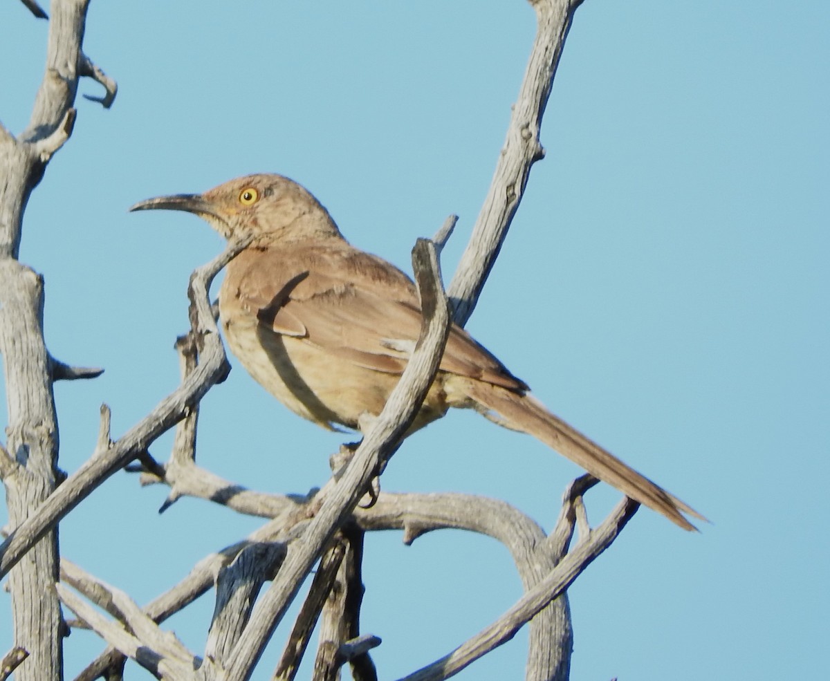 Curve-billed Thrasher - David Muth